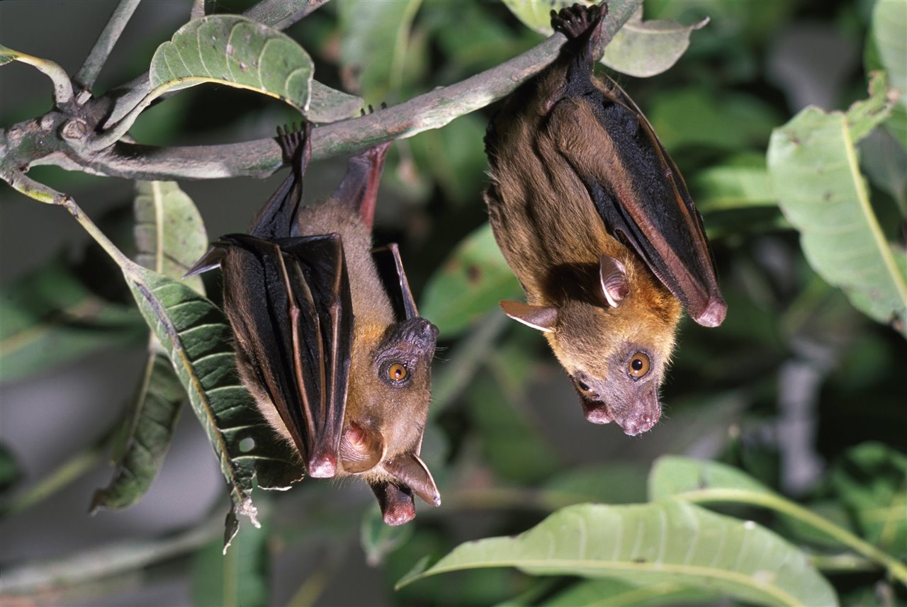 Dos murciélagos de la fruta de nariz corta penden de una rama, boca abajo, en Bangladesh.