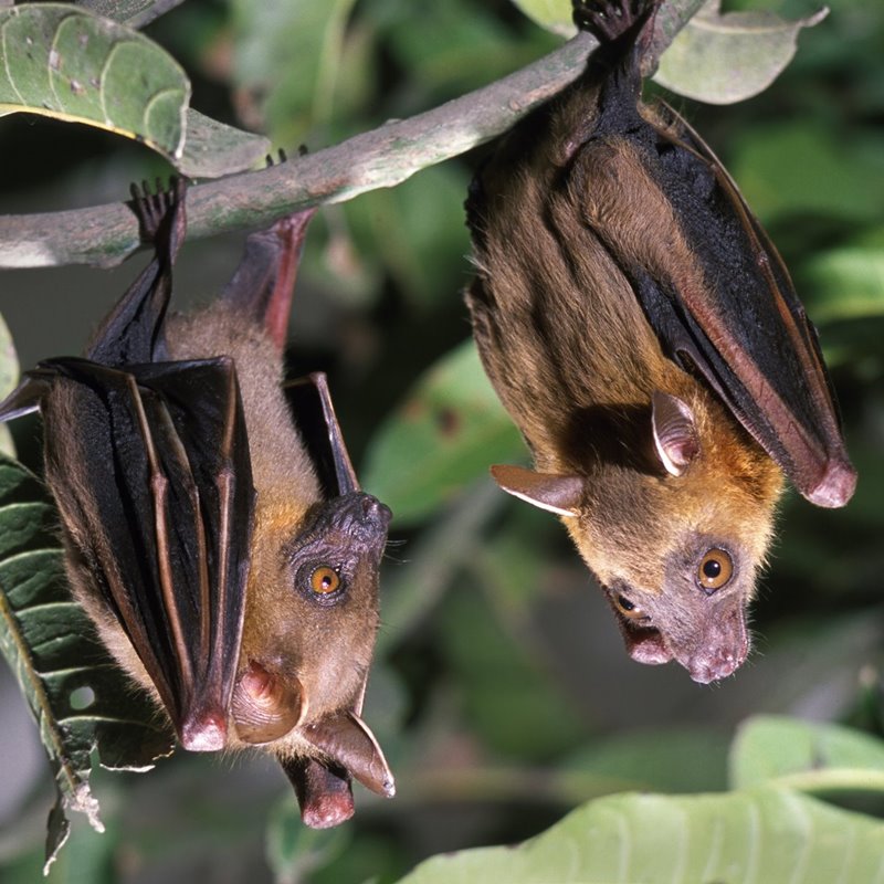 El sexo oral entre murciélagos es natural