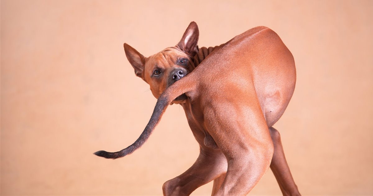 los perros pueden lastimarse la cola