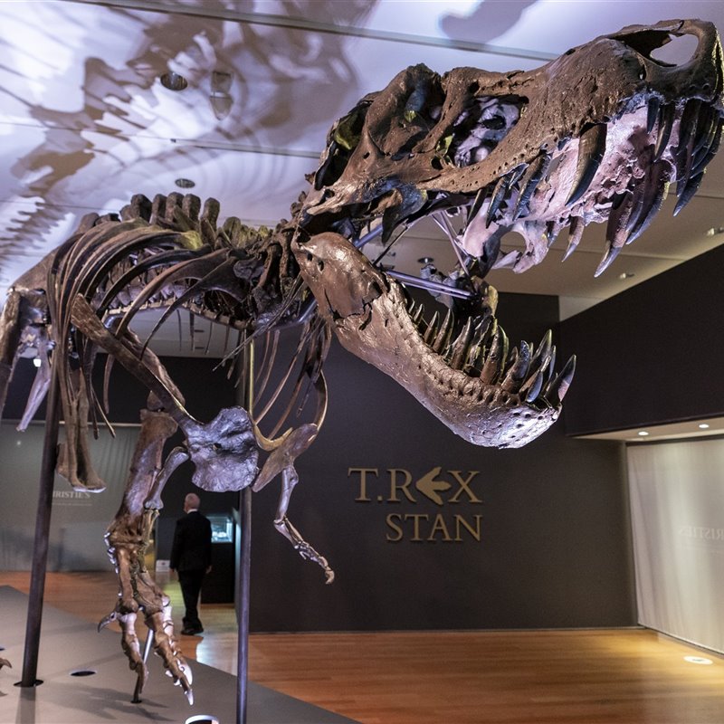 Stan, el tiranosaurio rex más caro del mundo se expondrá en Abu Dabi