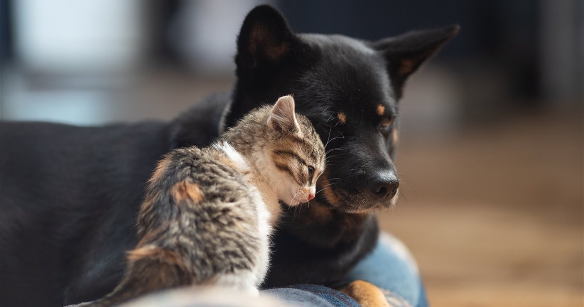 los perros pueden contraer la rabia de los gatos