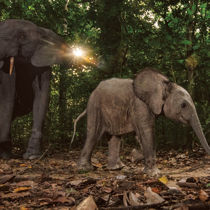 Un frágil refugio para los elefantes de bosque