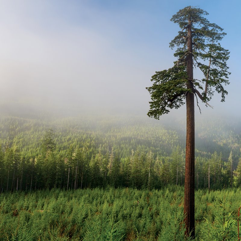 El Gran Doug Solitario, un árbol de la isla de Vancouver, en la Columbia Británica, se salvó de la tala en 2011 cuando un maderista se quedó impresionado por su tamaño.