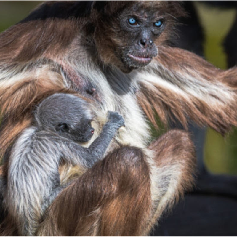 La nueva cría de mono araña junto a su madre "Perla".