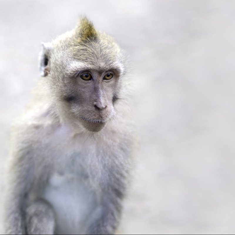 Completan el primer atlas celular del cuerpo de un primate no humano