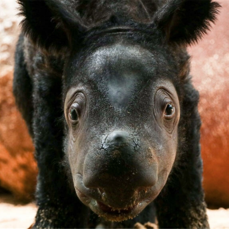 Nace una cría de rinoceronte de Sumatra en Indonesia