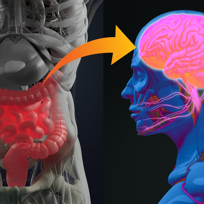 Conexión entre el cerebro y el sistema digestivo