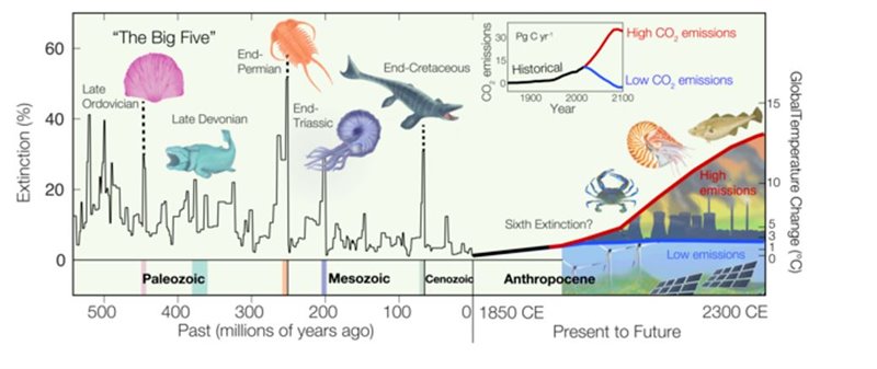 Cronología de las 5 "Grandes Extinciones" en la historia del planeta Tierra 
