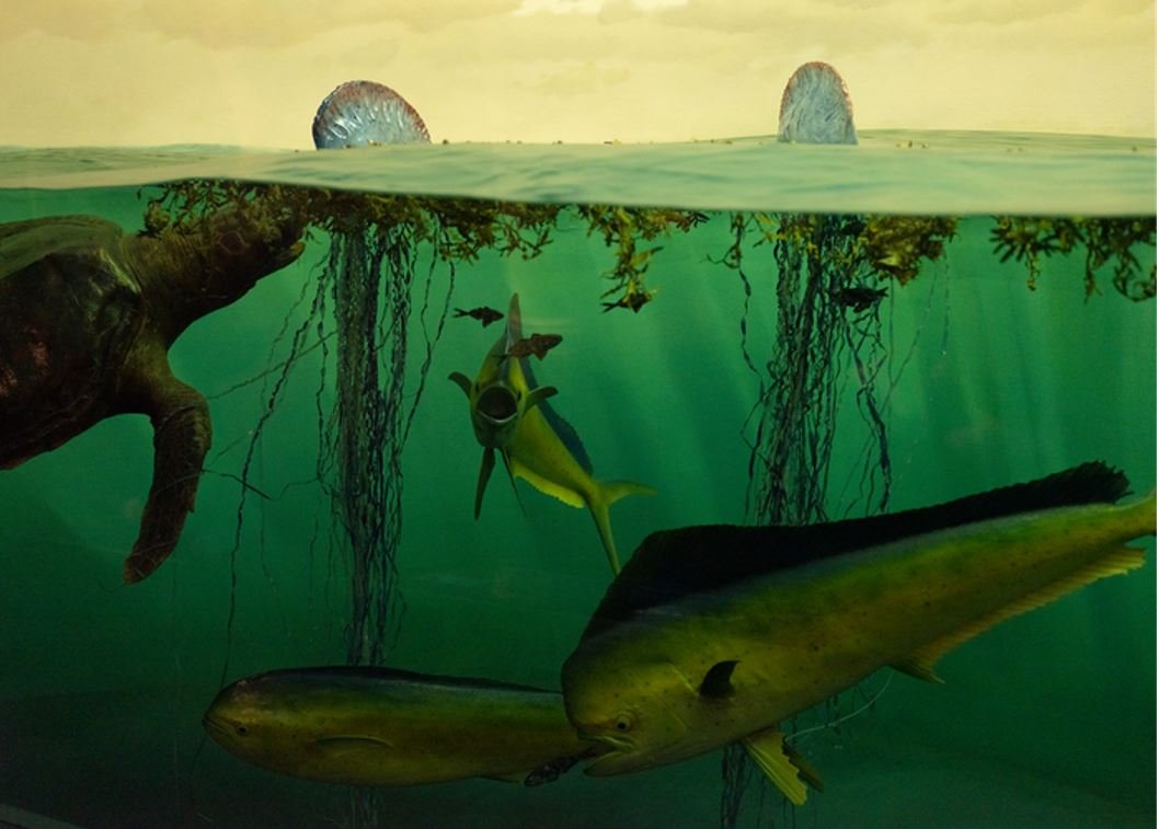 La pérdida del hábitat aeróbico amenaza con la extinción de las especies oceánicas.
