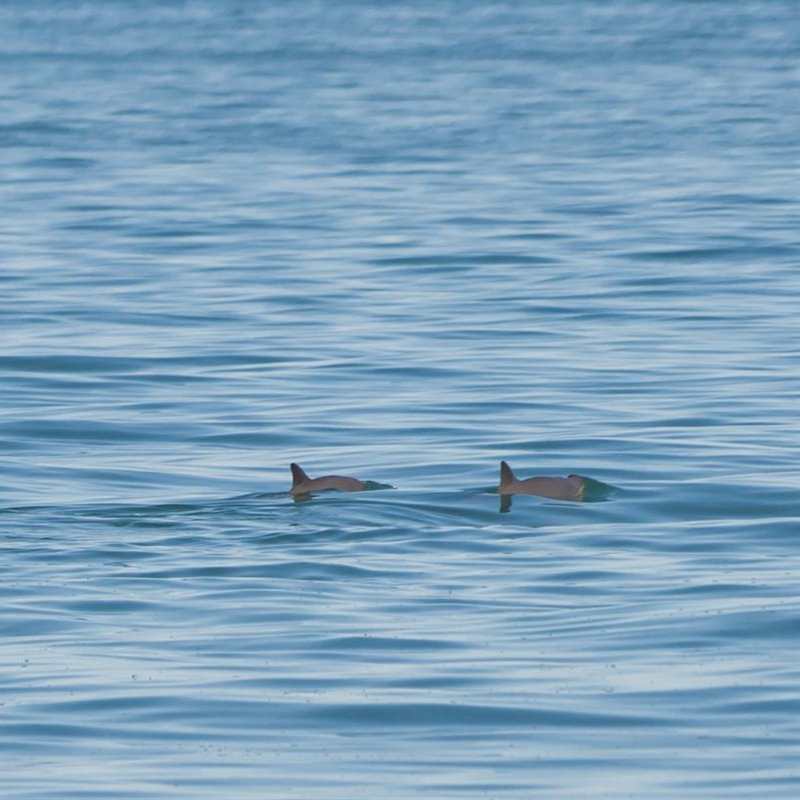 La genética ofrece a las vaquitas de mar una esperanza ante la extinción 