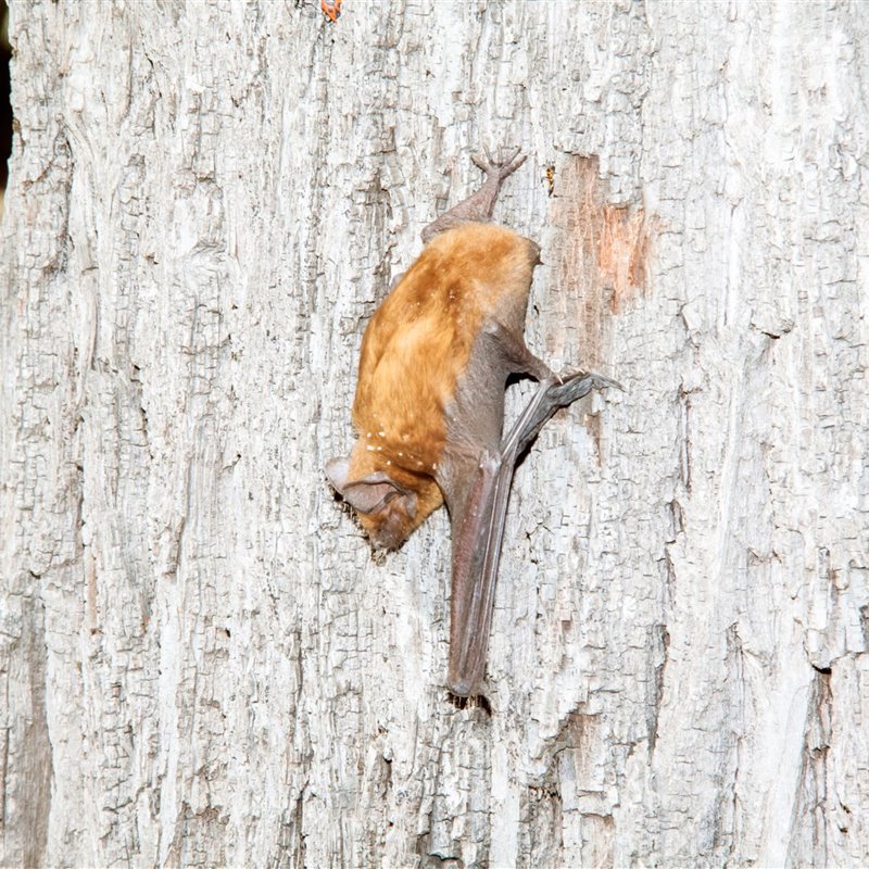 Registran el vuelo de murciélago más largo de la historia: 2.400 kilómetros, de Rusia hasta los Alpes