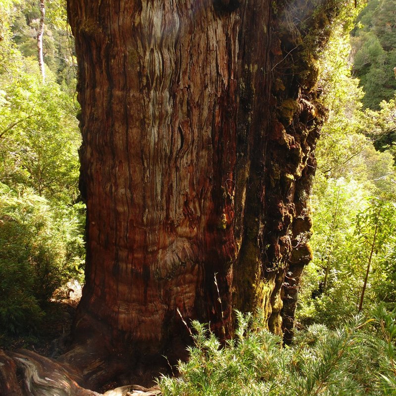 Hallado en Chile un nuevo candidato a árbol más antiguo del mundo 