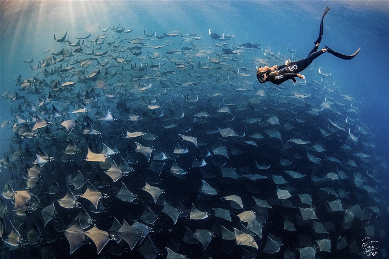 Mantarrayas Mobulas Mobulas, un baile espectacular en frágil equilibrio