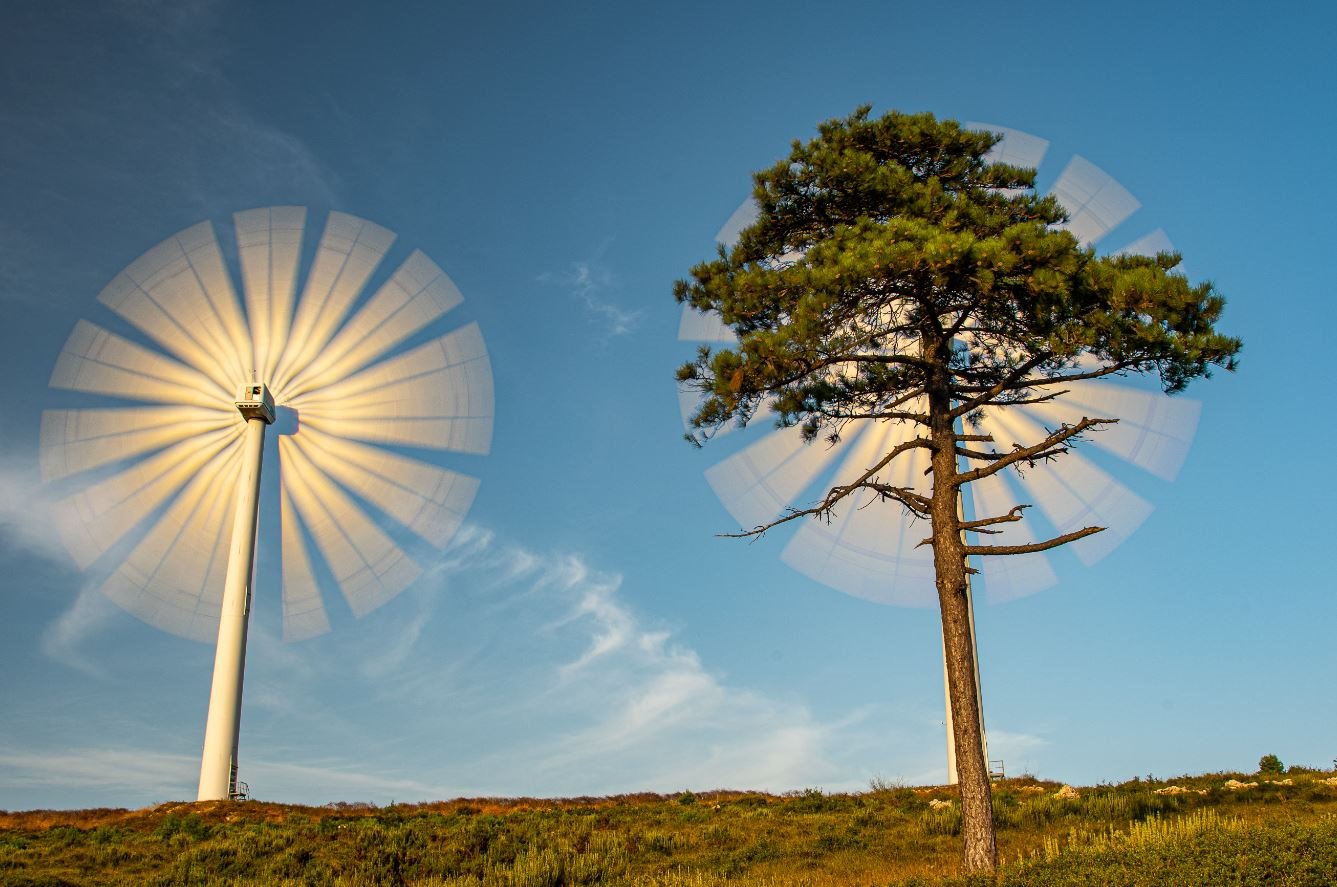 Wind, Energy and Trees