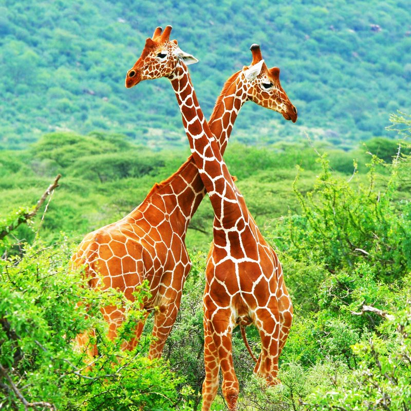La selección sexual: una posible explicación del cuello largo de la jirafa