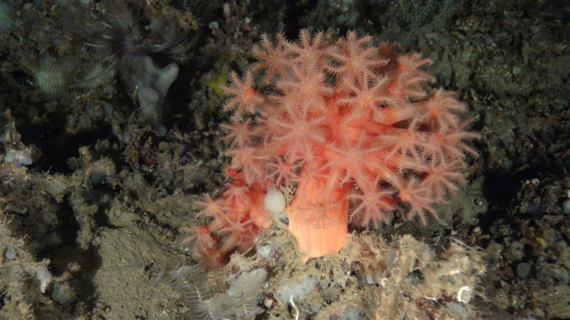 Coral blando 