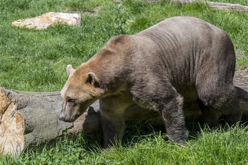 El Grolar, un híbrido entre oso grizzly y oso polar 