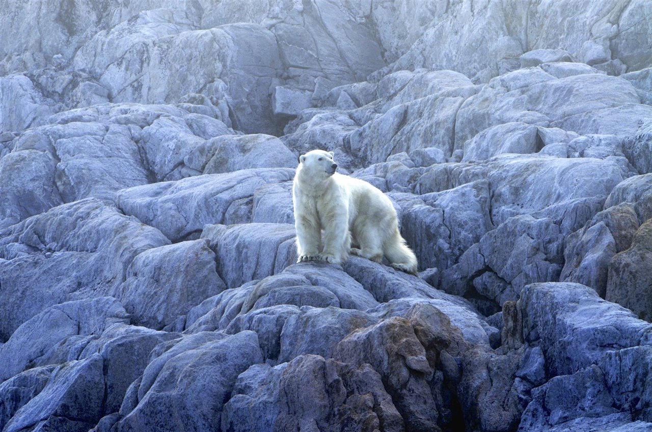 Oso polar - Ursus arctos maritimus 
