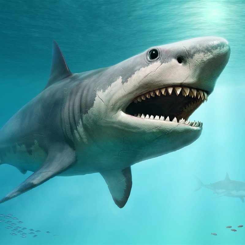 El tiburón blanco pudo contribuir a la extinción del gigantesco megalodón