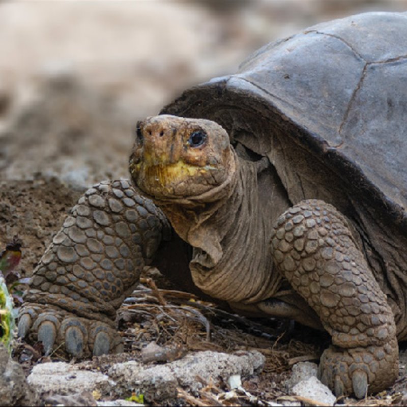 Encuentran una 'tortuga gigante fantástica', una especie que se creía extinta, en las islas Galápagos