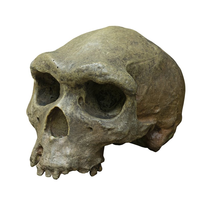 El Homo erectus de Gongwangling podría ser el primer poblador de China