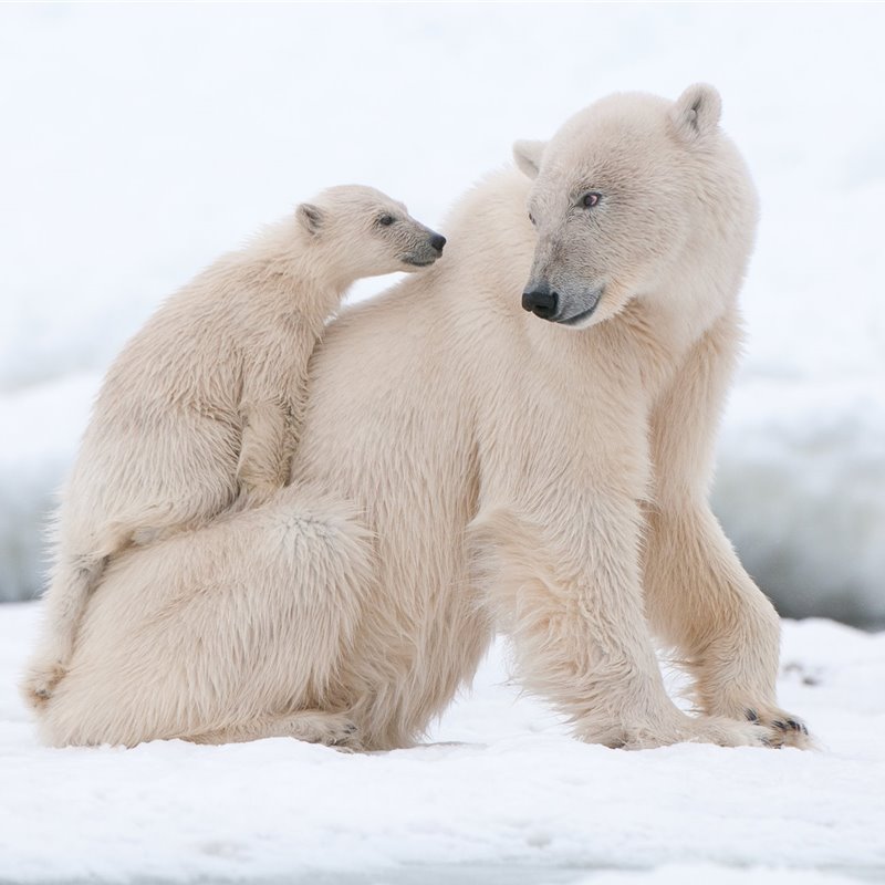Encuentran una curiosa población de osos polares que no depende del hielo Ártico para sobrevivir