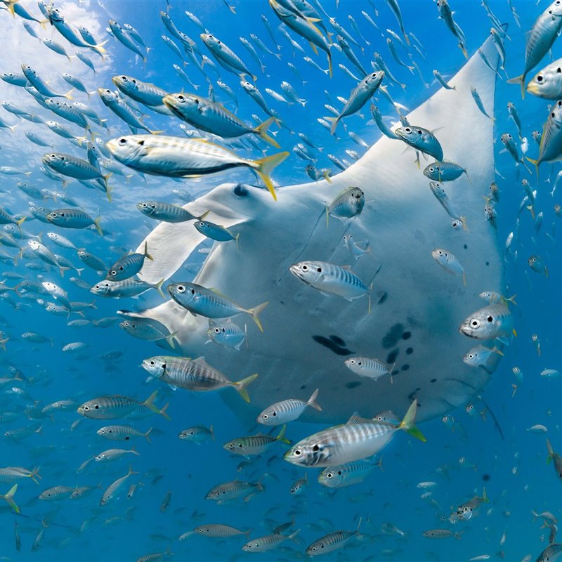 Las mejores fotografías de la fauna y flora de Oceanía de 2022
