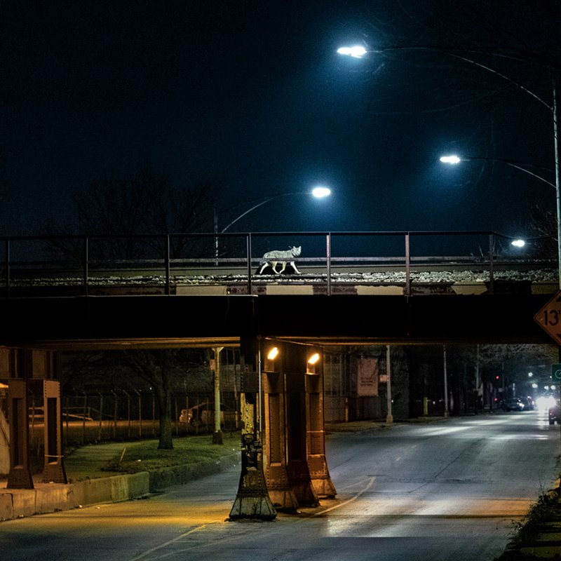 Un coyote equipado con radiocollar cruza un puente de ferrocarril en Chicago, hogar de hasta 4.000 de estos cánidos.
