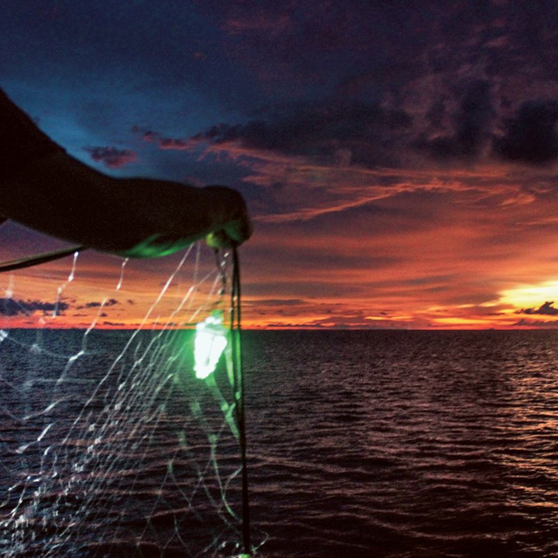 La industria pesquera ve la luz