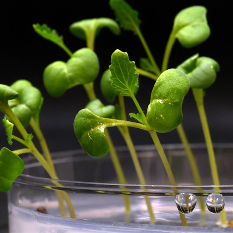 Científicos logran producir alimentos sin la necesidad del Sol gracias a la fotosíntesis artificial