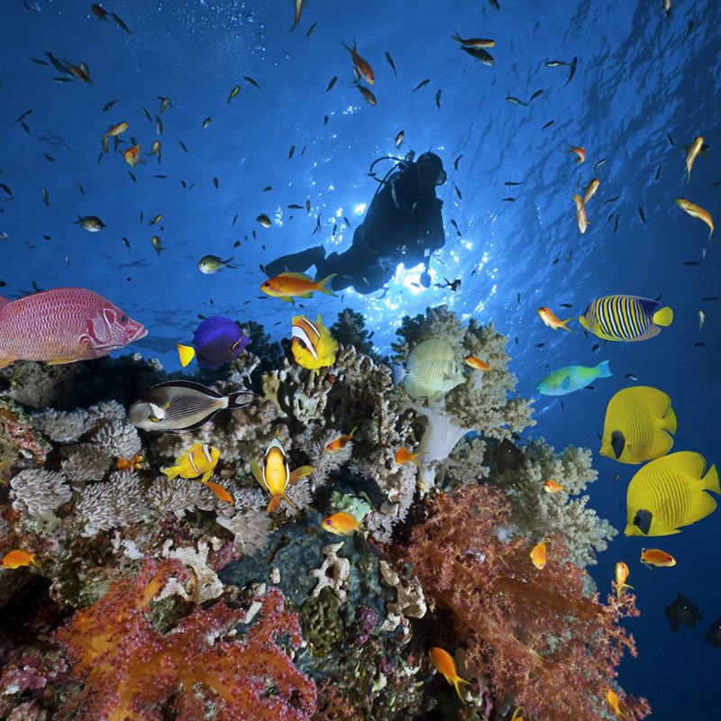 Los corales están en serio peligro debido al cambio climático y la acidificación de los océanos