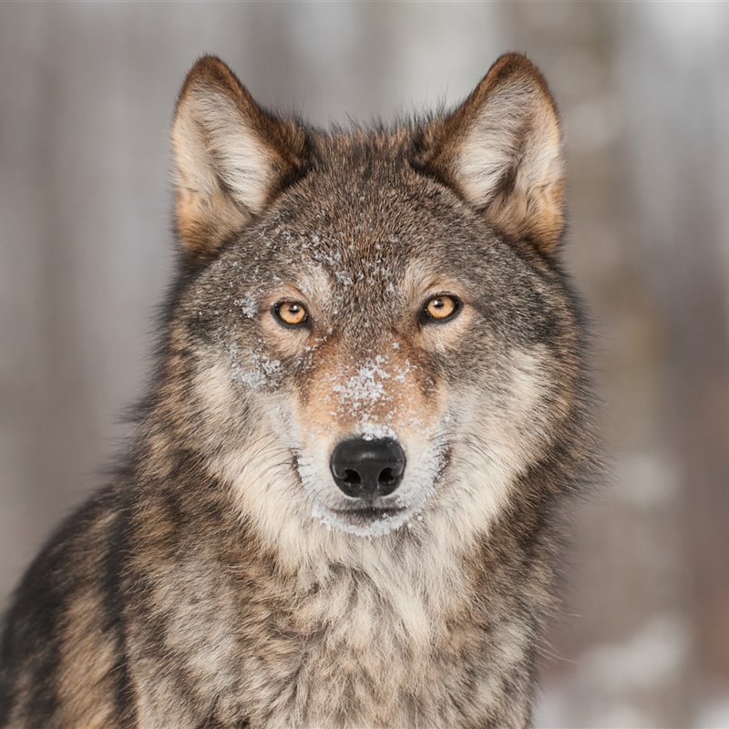 El análisis del genoma de los antiguos lobos desvela dónde se produjo la primera domesticación del perro
