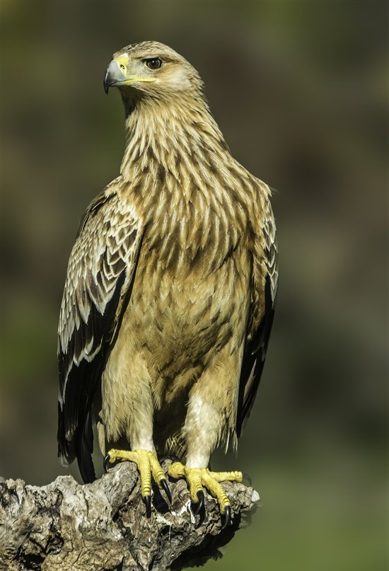 El águila imperial se recupera en la península Ibérica