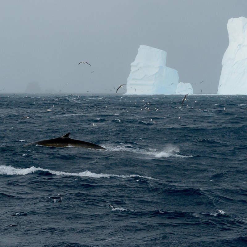 Las poblaciones de rorcual común se recuperan en la Antártida 