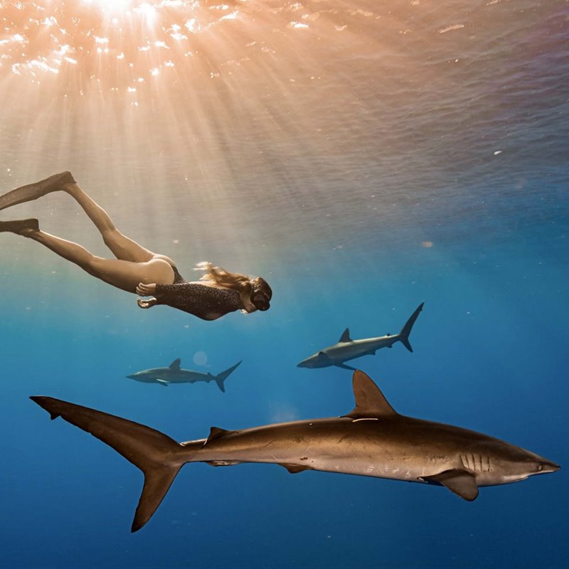 Mitos y respuestas sobre los ataques de tiburones
