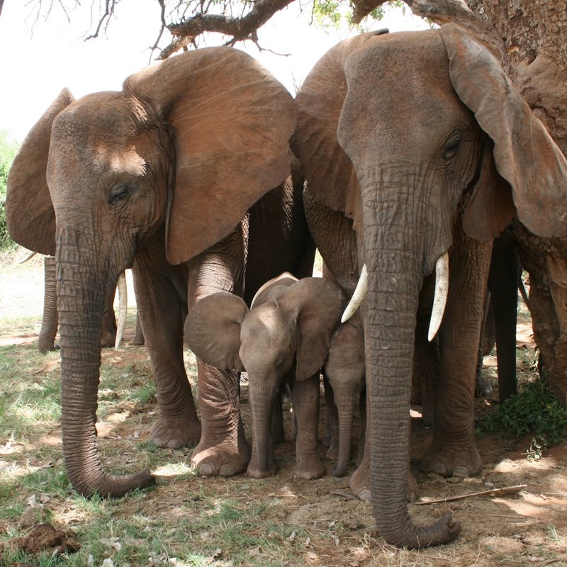 Un estudio en elefantes nos demuestra la importancia de los vínculos sociales