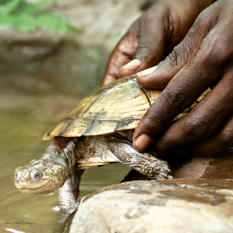 Misión: salvar las tortugas africanas