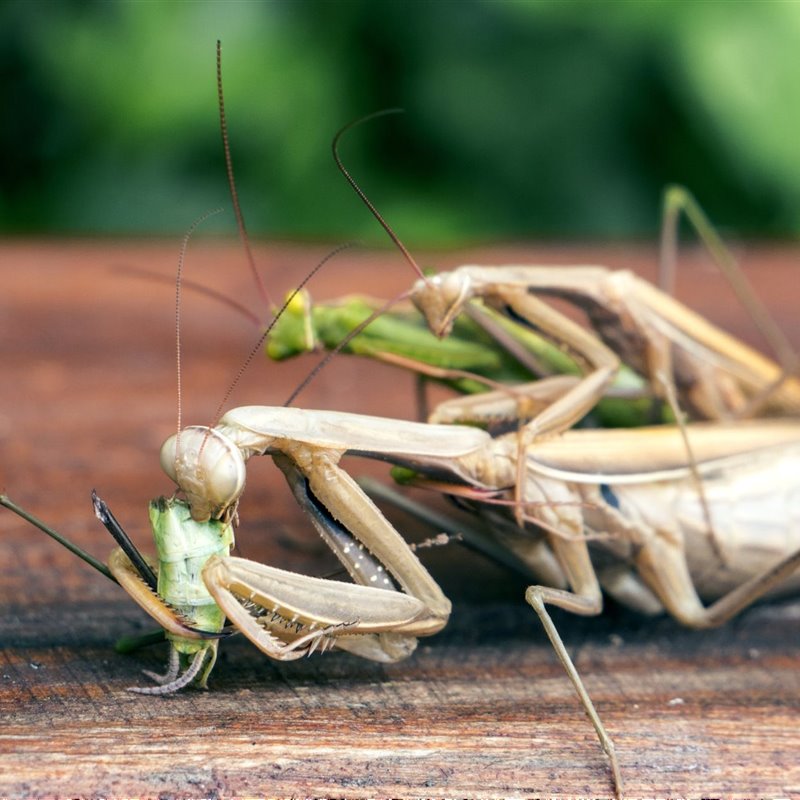 Mantis hembra devora a un macho tras el apareamiento