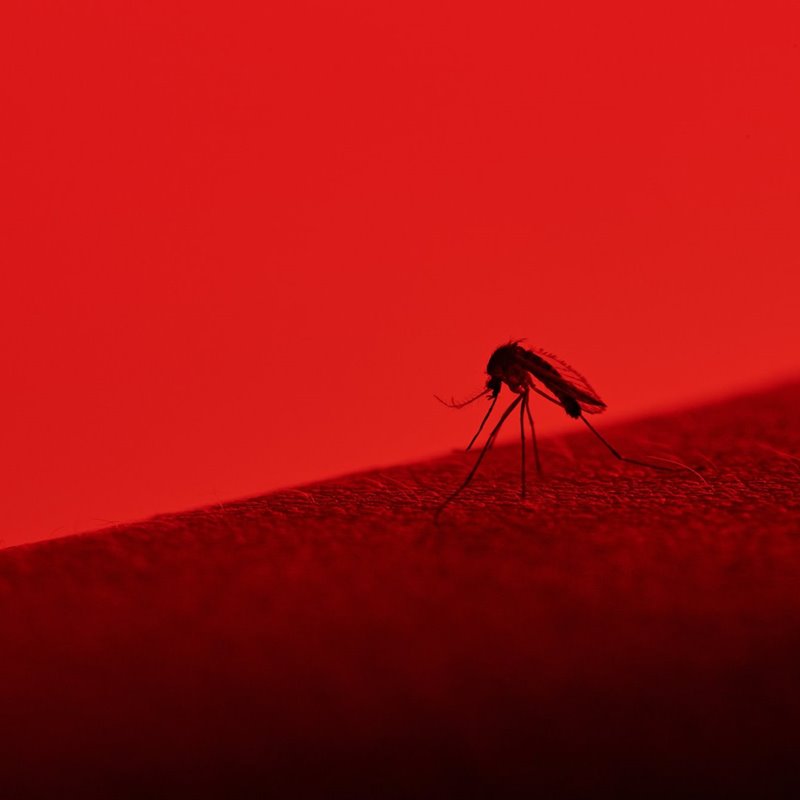 El olor de los huéspedes atrae a los mosquitos causantes de los virus del dengue y el zika