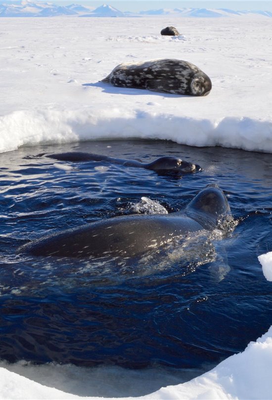 ¿Qué hace a las focas de Weddell tan buenas buceadoras? 