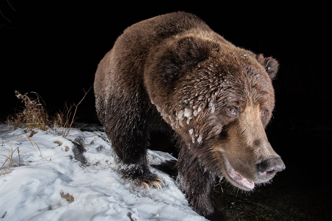 Conoce a los ganadores del Nature TTL Photographer of the Year 2022