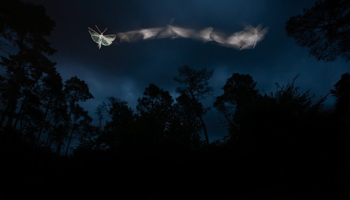 Conoce a los ganadores del Nature TTL Photographer of the Year 2022