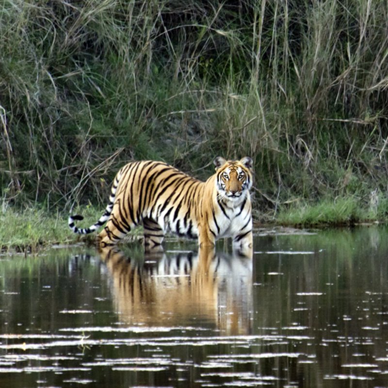 Nepal triplica su población de tigres desde 2009
