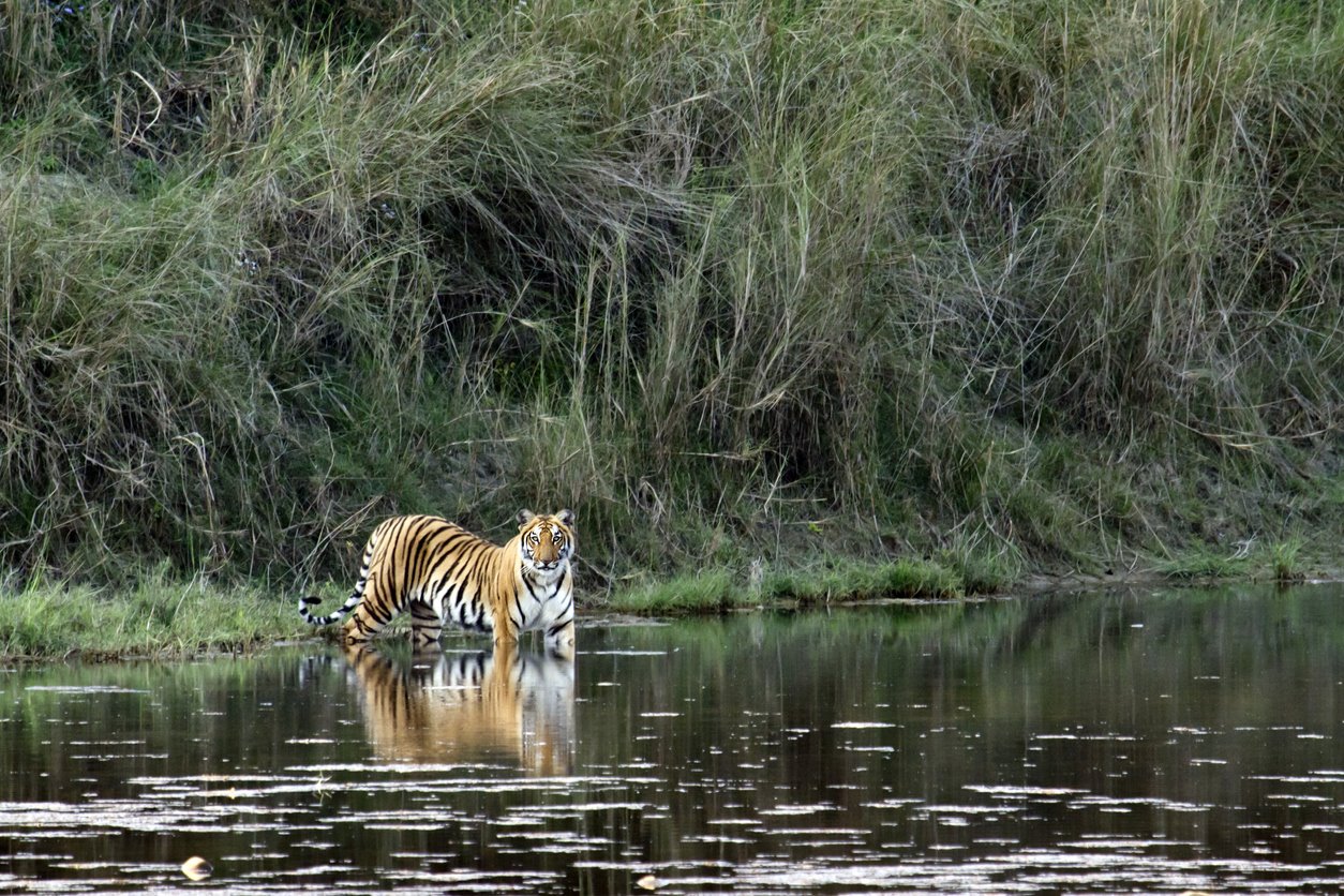 Con estas cifras, Nepal se convierte en el líder mundial en la conservación del tigre.
