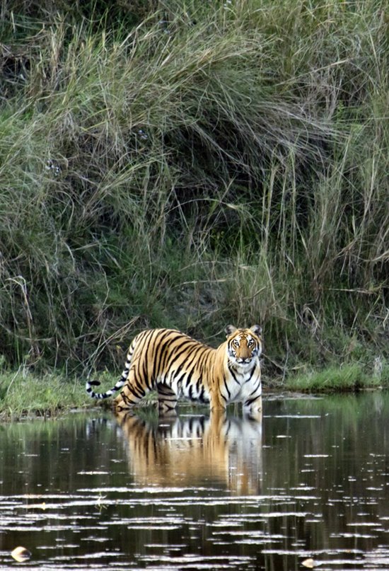 Nepal triplica su población de tigres desde 2009
