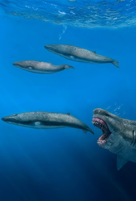 La extinción del megalodón cambió para siempre los mares