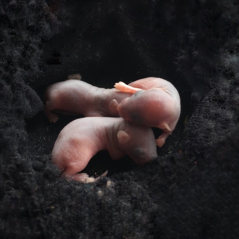 Crías de rata recién nacidas