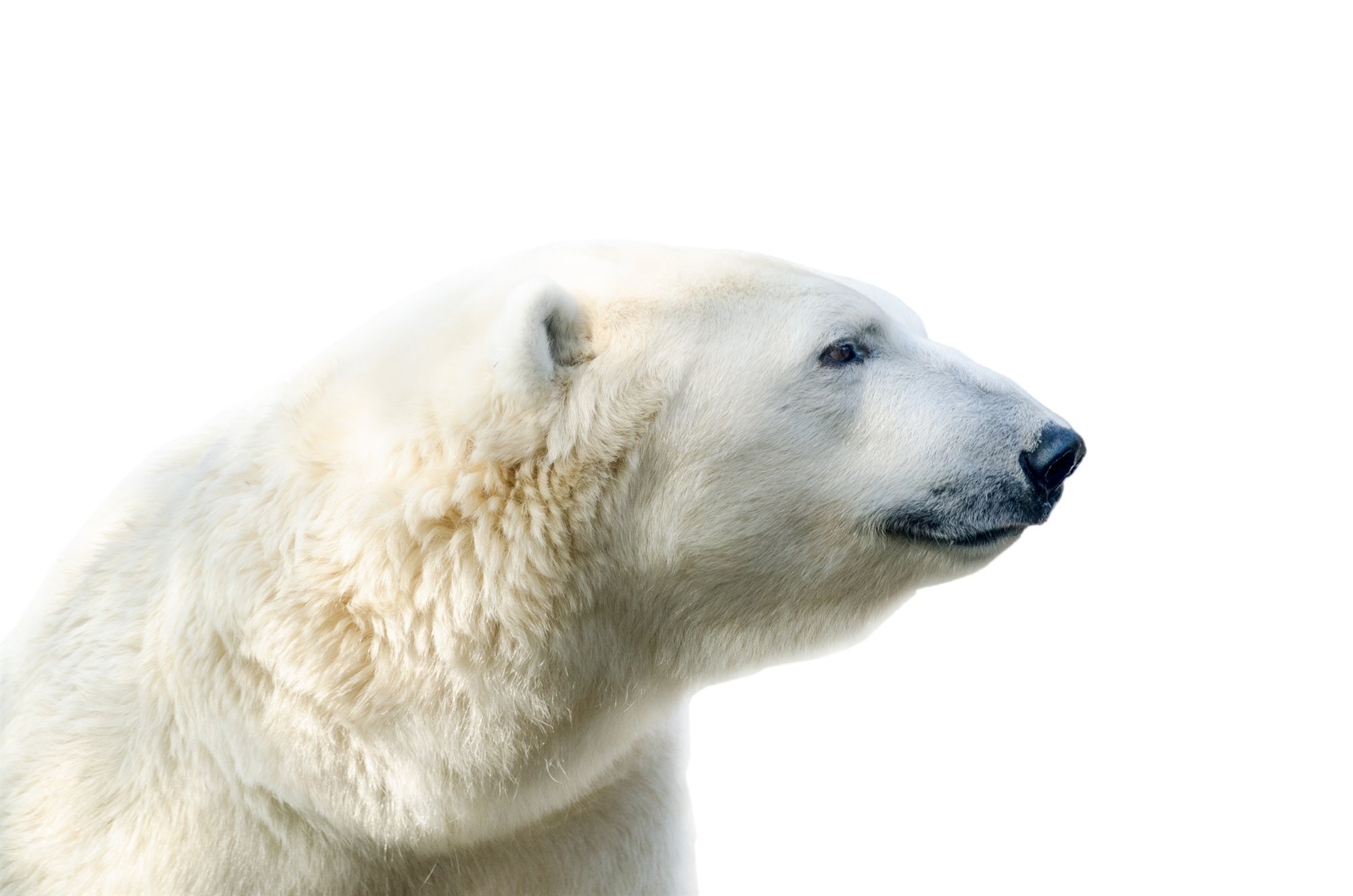La piel del oso polar es negra, no blanca