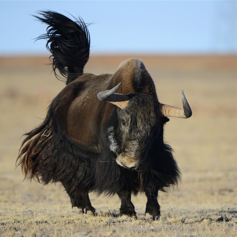 El secreto físico de los yaks para vivir en las alturas