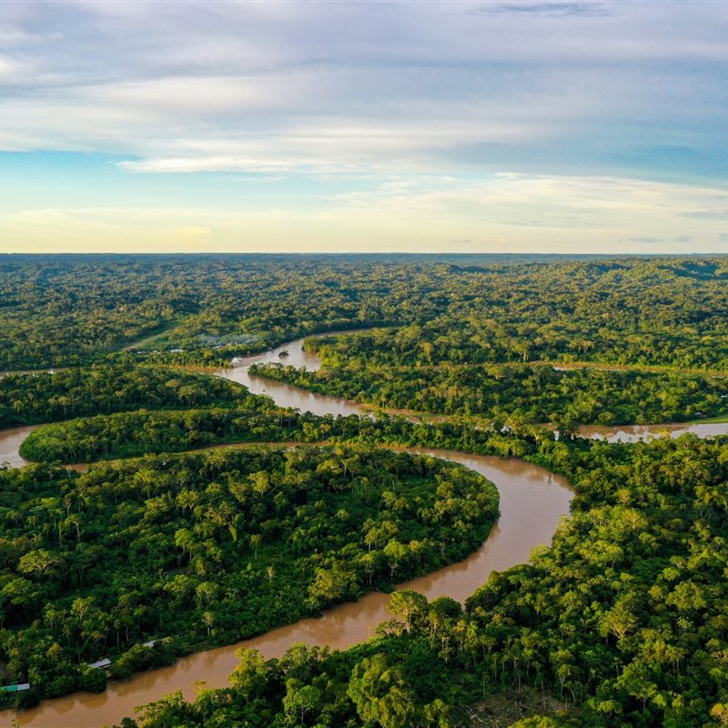 Selva tropical amazónica, Ecuador. 